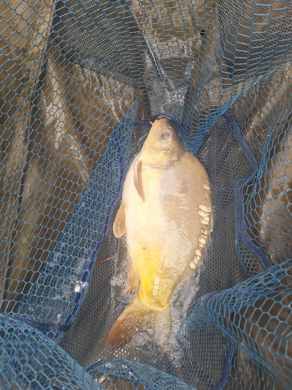 Promix Method Pellet Box őszi
