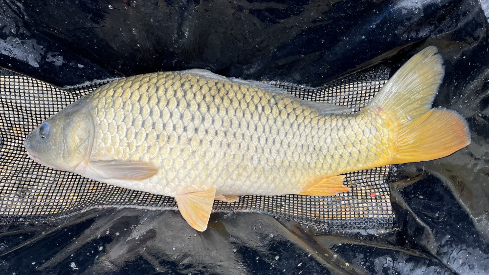 Promix Feeder Slow Sinking Start Mix 6mm
